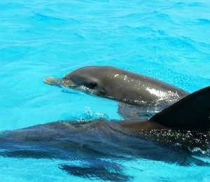 Dolphins in Key West