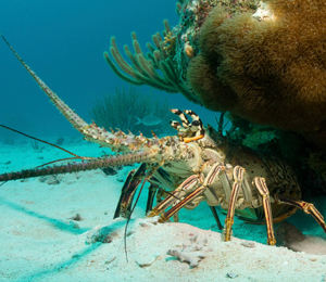 Spiny Lobster