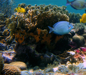 Florida Keys National Marine Sanctuary