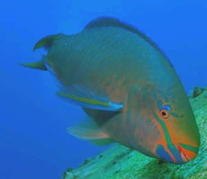 Parrotfish