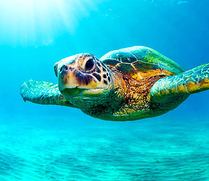 Sea Turtle