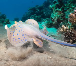 Stingrays