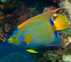 Angelfish