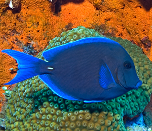 Blue Tang