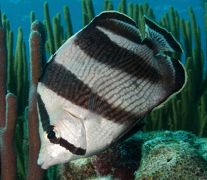 Butterfly fish