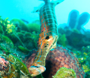 Trumpetfish