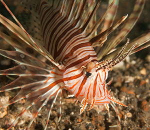 Lionfish