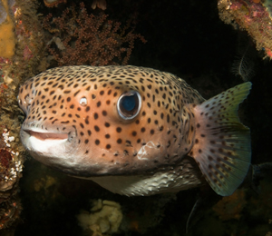 Porcupinefish