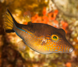 Sharpnose Pufferfish