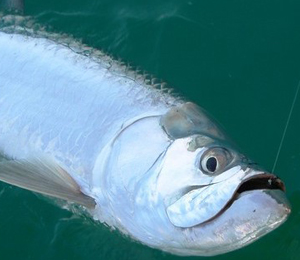 Key West Tarpon