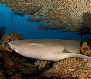 Nurse Shark