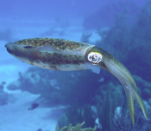 Key West Squid