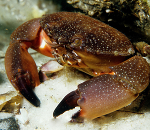 Key West Crabs | Key West Dive Center