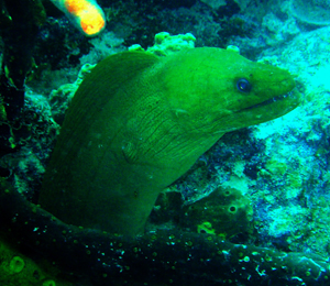 Green Moray Eel