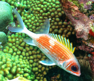 Dive Key West For Squirrelfish