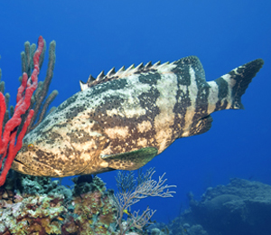 The Goliath Grouper