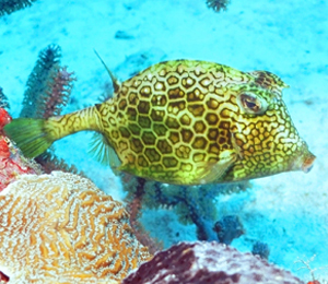 Scuba Diving for Scrawled Cowfish