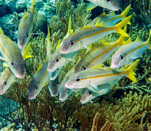 Yellow Goatfish and Yellowtail Snapper