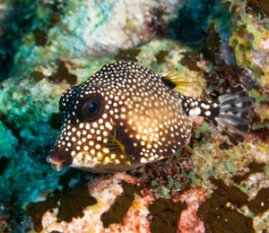 White Spotted Filefish