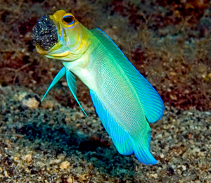 Yellowhead Jawfish