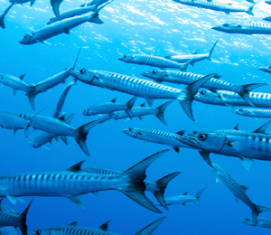 Snorkeling in Key West for Great Barracuda