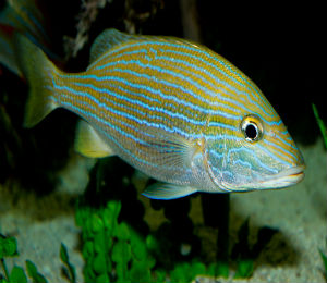 Blue-Striped Grunt