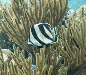 Key West Banded Butterflyfish on a Scuba Dive 