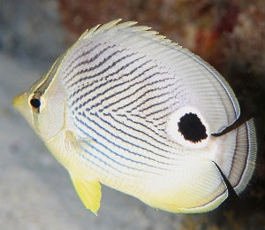 Dive for the Key West Four-eyed Butterflyfish