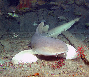 Nurse Sharks of Key West