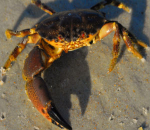 Key West Stone Crab