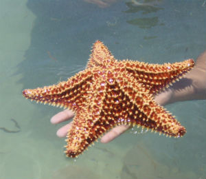 Key West Starfish