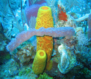 Sponges of Key West