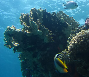 Three Great Ways To Enjoy The Reef Around Key West
