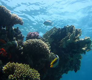 The Right Way To Dive in Key West