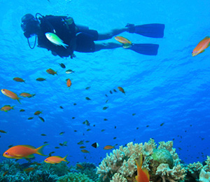 Why We Love Key West Diving