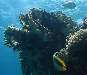  Marquesas Reef Line